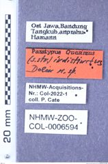 Etiketten zu Quasimus indistinctus (Dolin, 1997) (NHMW-ZOO-COL-0006594)